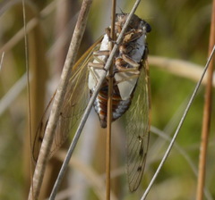 Diceroprocta marevagans