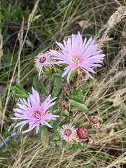 Lampranthus falciformis
