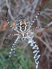 Argiope trifasciata