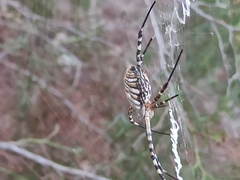 Argiope trifasciata