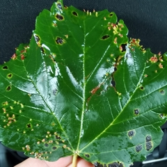 Aceria pseudoplatani