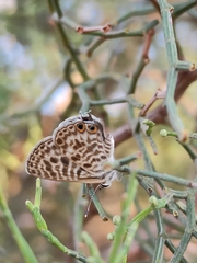 Leptotes pirithous pirithous