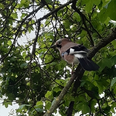 Garrulus glandarius