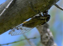 Diceroprocta marevagans