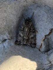 Acronicta auricoma