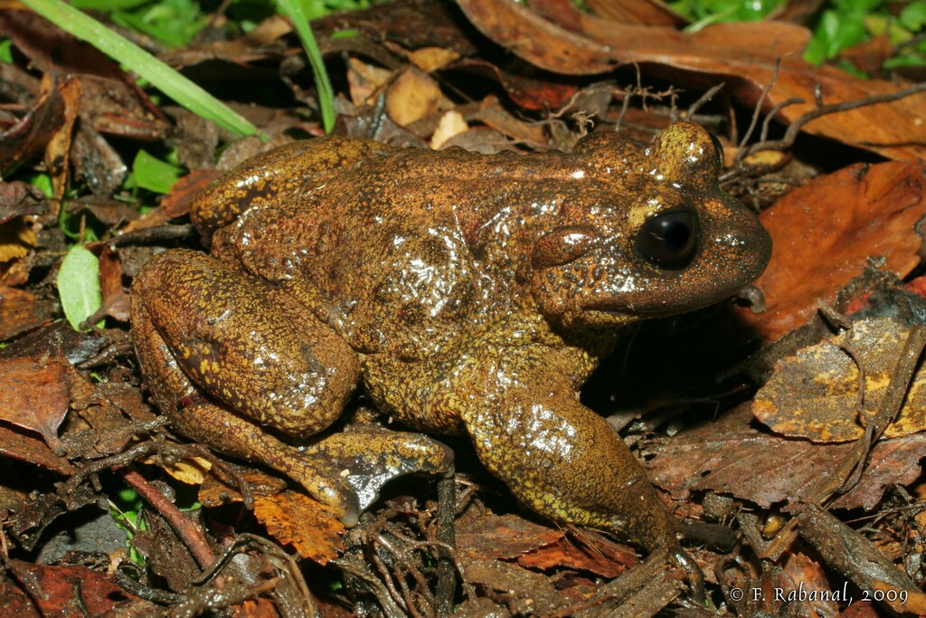 Telmatobufo ignotus