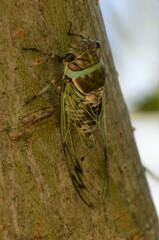 Diceroprocta marevagans