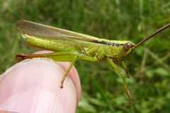 Mecostethus parapleurus