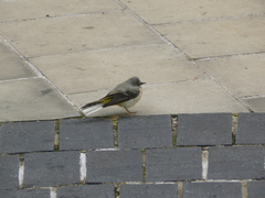 Motacilla cinerea