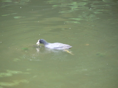 Fulica atra
