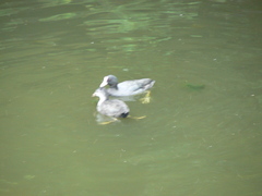 Fulica atra