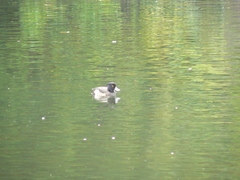 Aythya fuligula