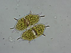 Xanthidium antilopaeum