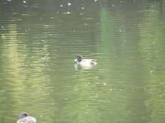 Aythya fuligula