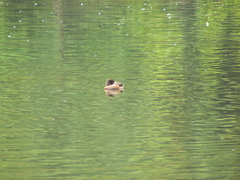 Aythya fuligula