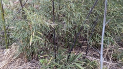 Phyllostachys nigra