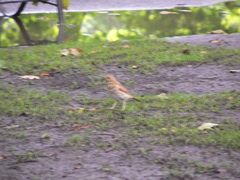 Turdus philomelos