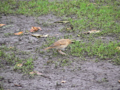Turdus philomelos