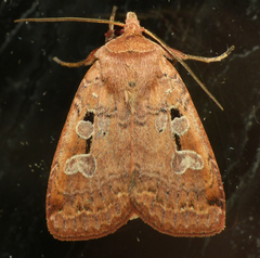 Diarsia jucunda