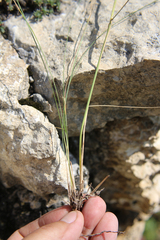 Stipa daghestanica