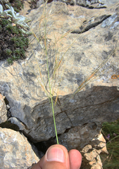 Stipa daghestanica