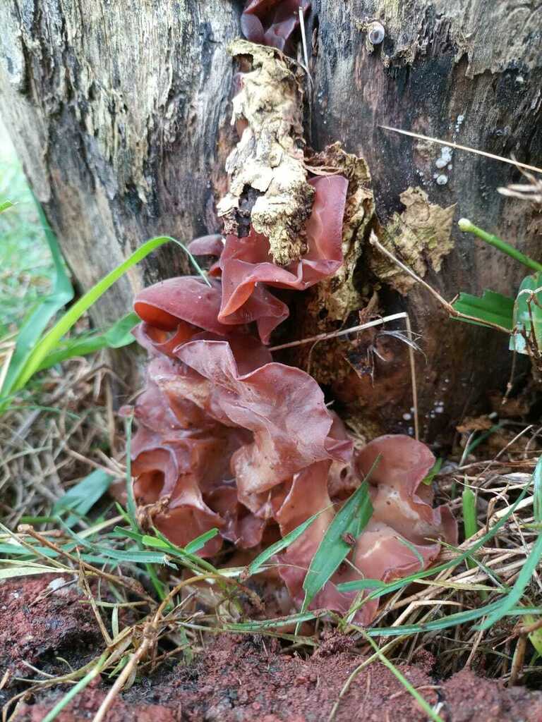 Auricularia fuscosuccinea · June 2021 · photo: © ronyristow (iNaturalist, cc-by)