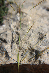 Stipa daghestanica