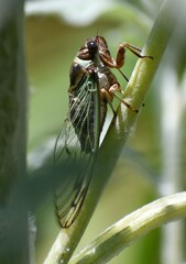 Diceroprocta marevagans