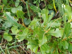 Salix appendiculata
