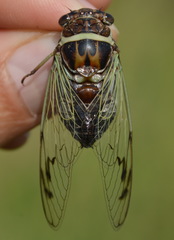 Diceroprocta marevagans