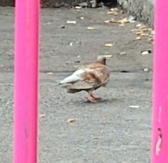 Columba livia domestica
