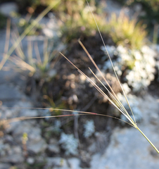 Stipa sosnowskyi