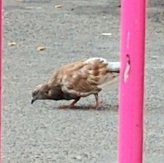 Columba livia domestica