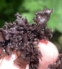 Peltigera gowardii