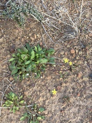 Lyperia tristis