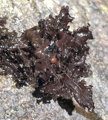 Peltigera gowardii