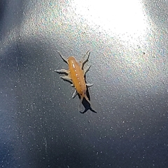 Traskorchestia traskiana