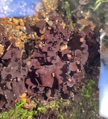 Peltigera gowardii
