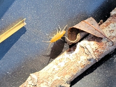 Traskorchestia traskiana