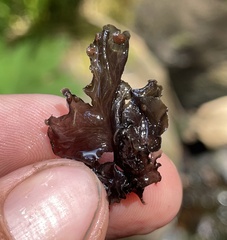 Peltigera gowardii