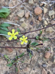 Lyperia tristis