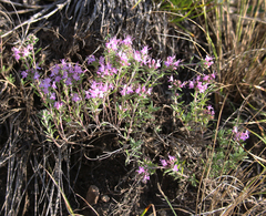Thymus daghestanicus