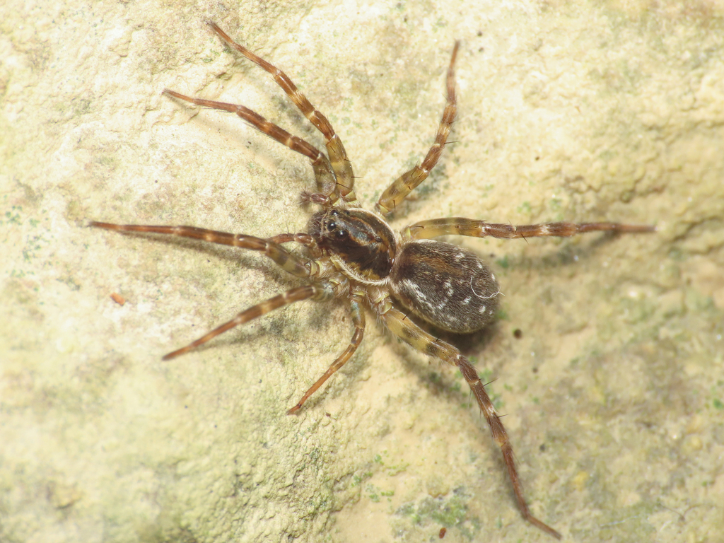 Piratula knorri