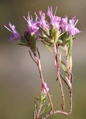 Thymus daghestanicus