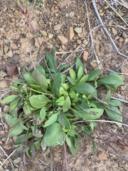 Lyperia tristis