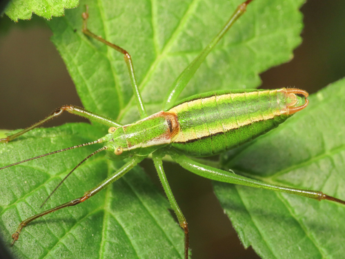 Poecilimon superbus