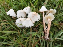 Chlorophyllum hortense