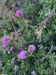 Daboecia azorica