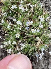 Navarretia intertexta