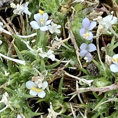 Navarretia intertexta